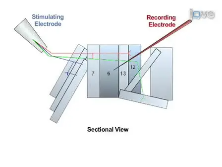 Electrophysiological Methods for Recording Synaptic Potentials from the NMJ of Drosophila Larvae