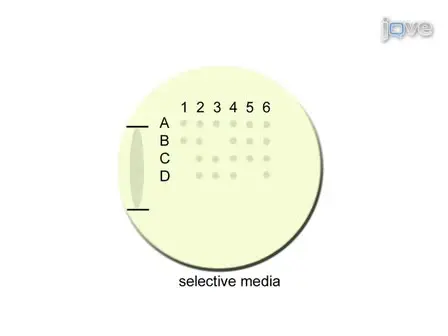 Dissection of <em>Saccharomyces Cerevisiae</em> Asci