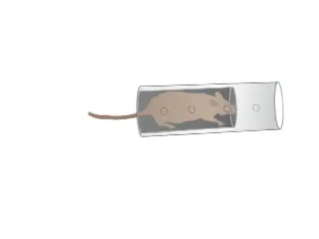 Measuring Blood Pressure in Mice using Volume Pressure Recording, a Tail-cuff Method