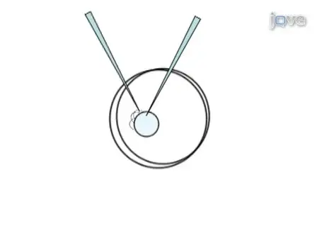 Preparation and Culture of Rat Lens Epithelial Explants for Studying Terminal Differentiation