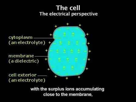 Measuring the Induced Membrane Voltage with Di-8-ANEPPS