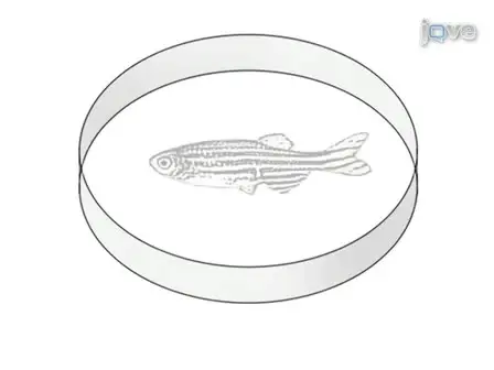 Dissection of Organs from the Adult Zebrafish