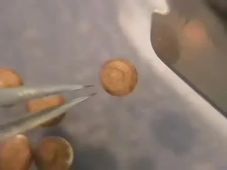 Plastic Embedding and Sectioning of Xenopus laevis Embryos