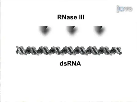 MISSION esiRNA for RNAi Screening in Mammalian Cells