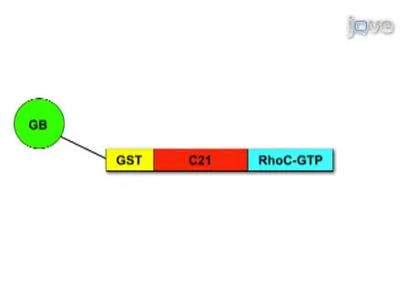 RhoC GTPase Activation Assay