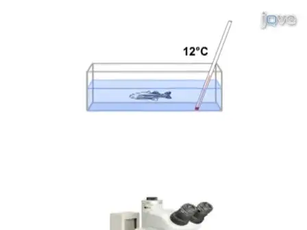 Intraperitoneal Injection into Adult Zebrafish