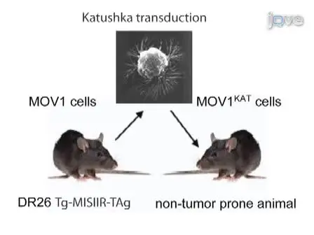 An Orthotopic Model of Serous Ovarian Cancer in Immunocompetent Mice for <em>in vivo</em> Tumor Imaging and Monitoring of Tumor Immune Responses