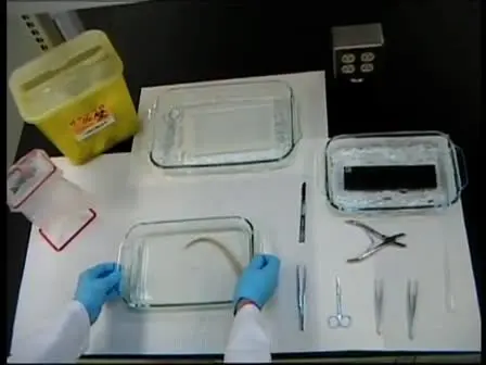 Preparation of Rat Tail Tendons for Biomechanical and Mechanobiological Studies