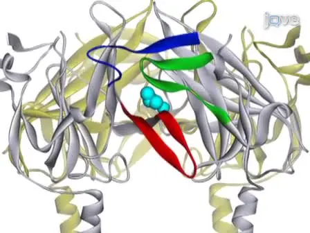 Mutagenesis and Functional Analysis of Ion Channels Heterologously Expressed in Mammalian Cells