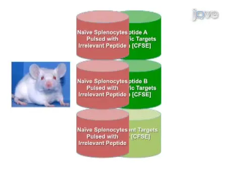 Antigen Specific <em>In Vivo</em> Killing Assay using CFSE Labeled Target Cells