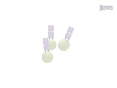 Retroviral Transduction of T-cell Receptors in Mouse T-cells
