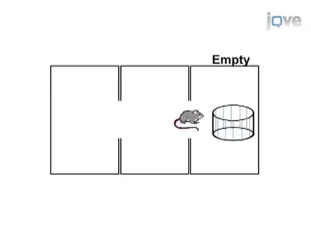 Assessment of Social Interaction Behaviors