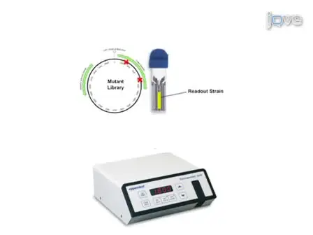 Mutagenesis and Functional Selection Protocols for Directed Evolution of Proteins in <em>E. coli</em>