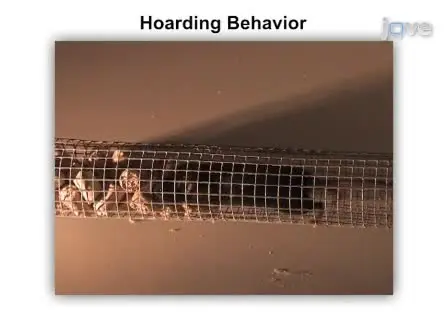 Assessing Burrowing, Nest Construction, and Hoarding in Mice