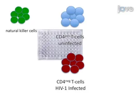 Preparation and Use of HIV-1 Infected Primary CD4+ T-Cells as Target Cells in Natural Killer Cell Cytotoxic Assays