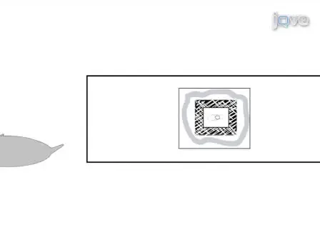 Live-cell Imaging of Sensory Organ Precursor Cells in Intact <em>Drosophila</em> Pupae