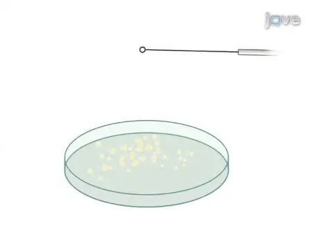 'Bioluminescent' Reporter Phage for the Detection of Category A Bacterial Pathogens