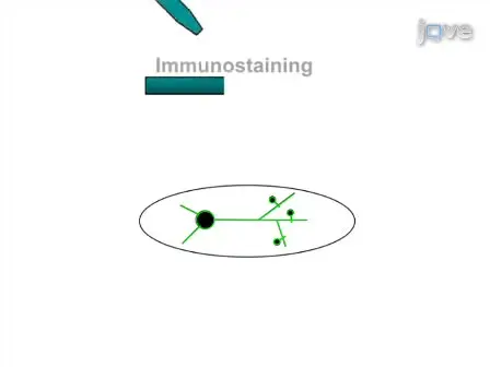 Analysis of Dendritic Spine Morphology in Cultured CNS Neurons