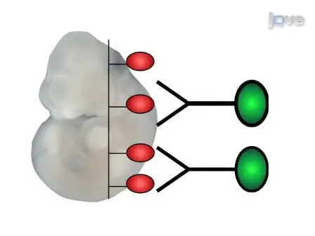 Whole Mount <em>in Situ</em> Hybridization of E8.5 to E11.5 Mouse Embryos