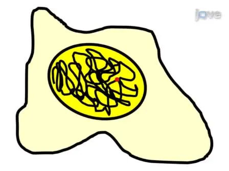 Measuring the Kinetics of mRNA Transcription in Single Living Cells