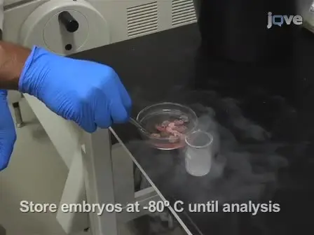 A Method for Labeling Vasculature in Embryonic Mice