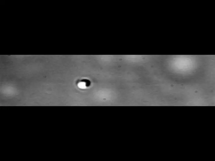 Isolation and Purification of Kinesin from <em>Drosophila</em> Embryos