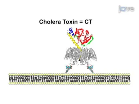 Detection of Toxin Translocation into the Host Cytosol by Surface Plasmon Resonance