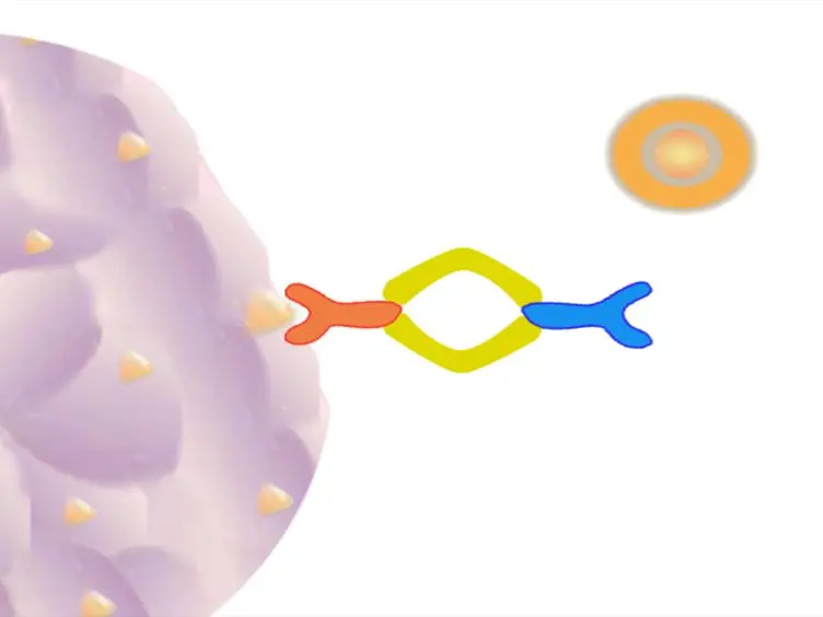 Generation of Induced Regulatory T Cells from Primary Human Na&iuml;ve and Memory T Cells
