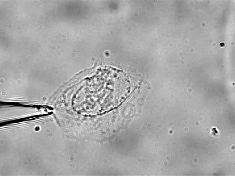 Micropipette Aspiration of Substrate-attached Cells to Estimate Cell Stiffness