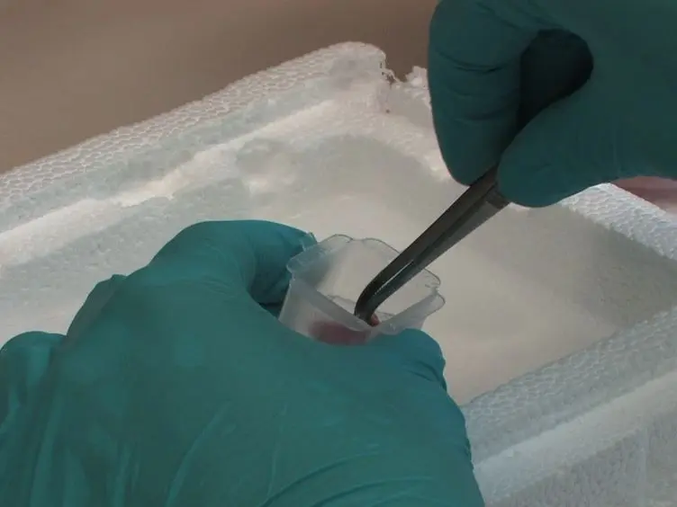 Using Unfixed, Frozen Tissues to Study Natural Mucin Distribution