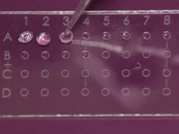 Processing of Primary Brain Tumor Tissue for Stem Cell Assays and Flow Sorting