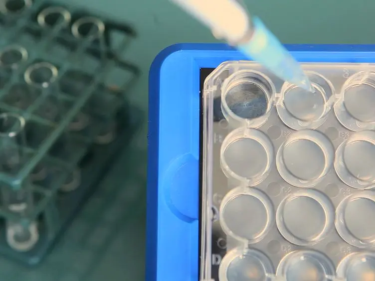 Engineering Adherent Bacteria by Creating a Single Synthetic Curli Operon