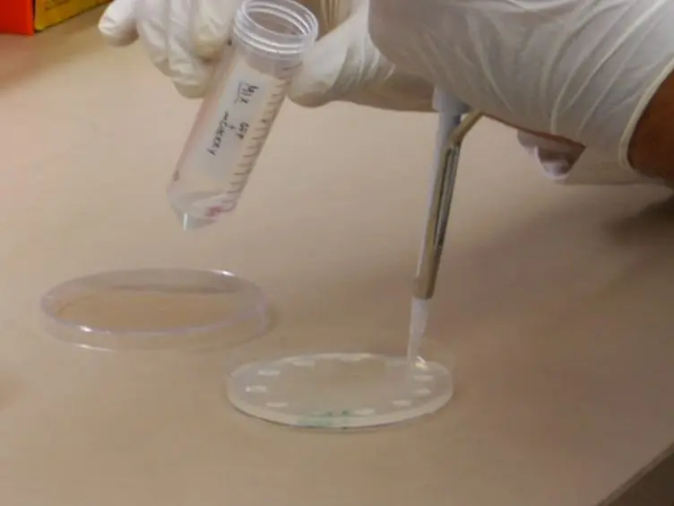Flow Cytometry-based Purification of <em>S. cerevisiae</em> Zygotes