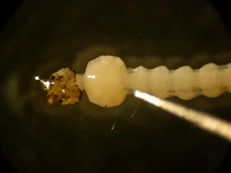 Fluorescent <em>in situ</em> Hybridization on Mitotic Chromosomes of Mosquitoes