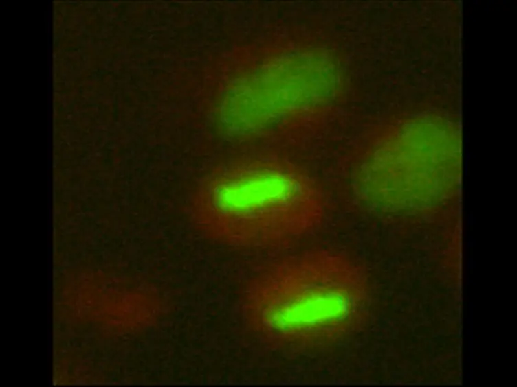 Studying Proteolysis of Cyclin B at the Single Cell Level in Whole Cell Populations