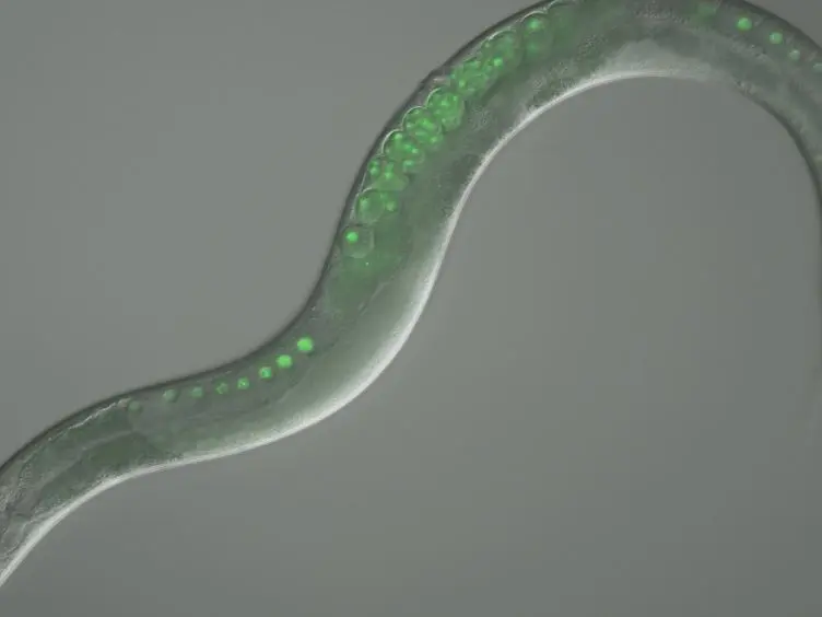 Use of Time Lapse Microscopy to Visualize Anoxia-induced Suspended Animation in <em>C. elegans</em> Embryos