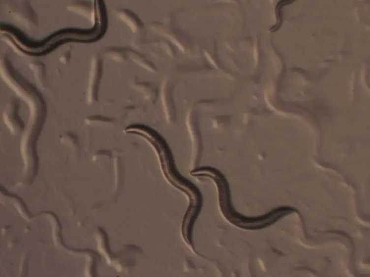Using RNA-mediated Interference Feeding Strategy to Screen for Genes Involved in Body Size Regulation in the Nematode <em>C. elegans</em>