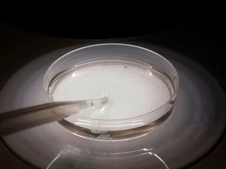 Dissection, Culture, and Analysis of <em>Xenopus laevis</em> Embryonic Retinal Tissue