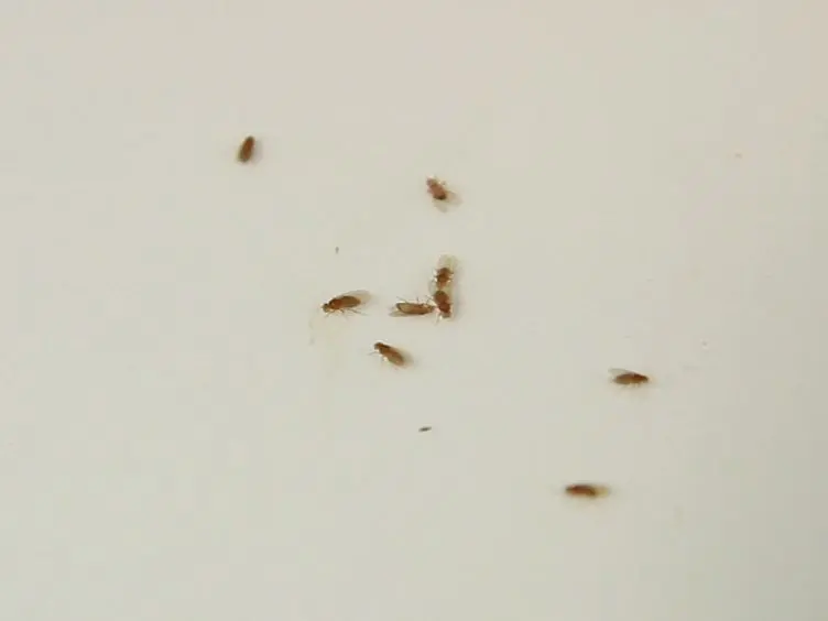 The Utility of Stage-specific Mid-to-late <em>Drosophila</em> Follicle Isolation