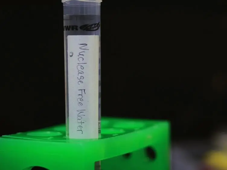 Quantification of the Respiratory Burst Response as an Indicator of Innate Immune Health in Zebrafish