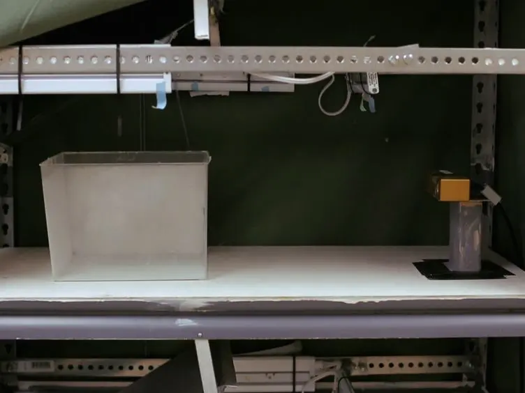 Using an Automated 3D-tracking System to Record Individual and Shoals of Adult Zebrafish