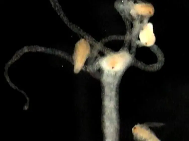 Measuring Glutathione-induced Feeding Response in Hydra