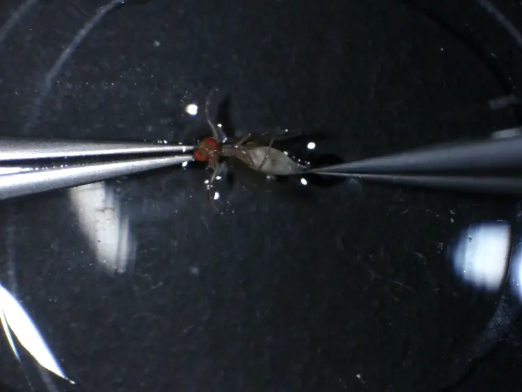 Upright Imaging of <em>Drosophila</em> Egg Chambers