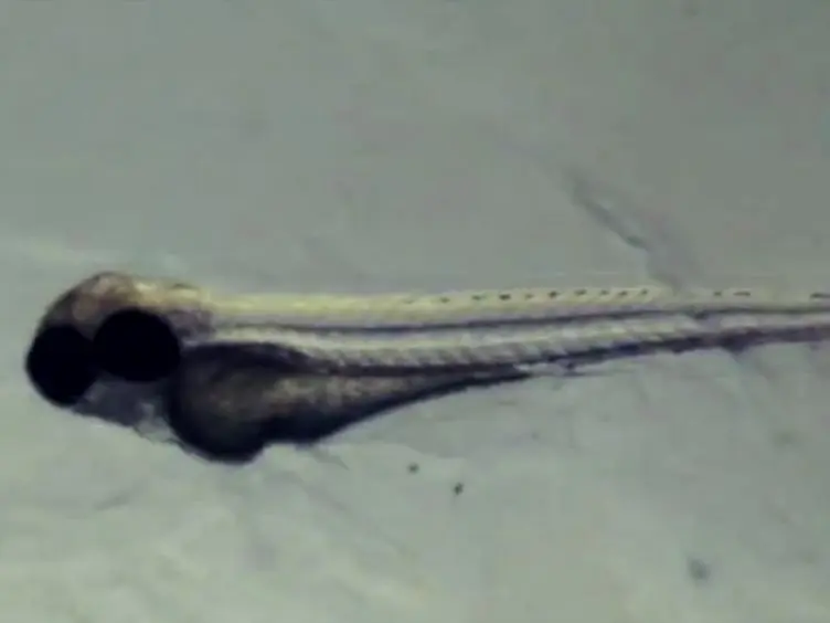 Capturing Tissue Repair in Zebrafish Larvae with Time-lapse Brightfield Stereomicroscopy