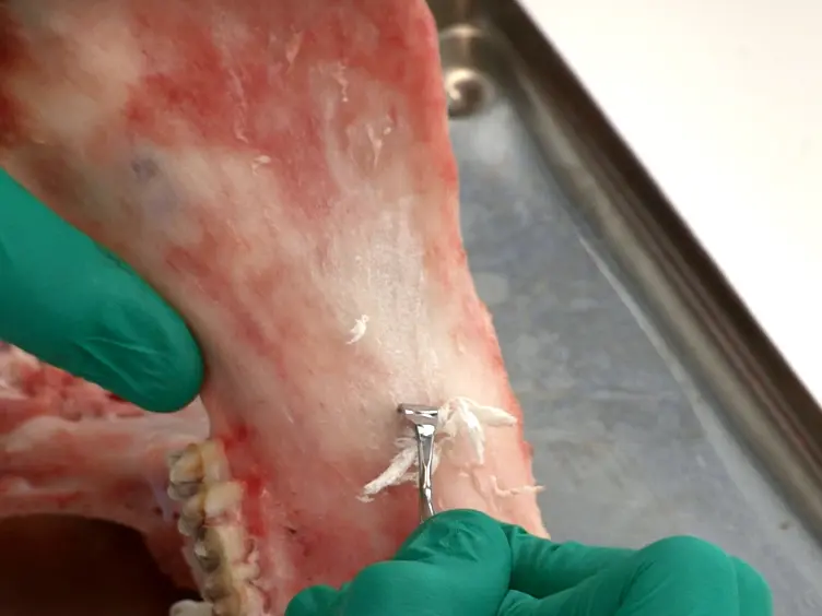 Bone Conditioned Medium: Preparation and Bioassay