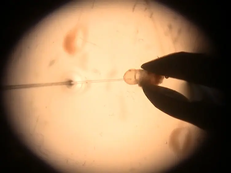 Methods for Precisely Localized Transfer of Cells or DNA into Early Postimplantation Mouse Embryos