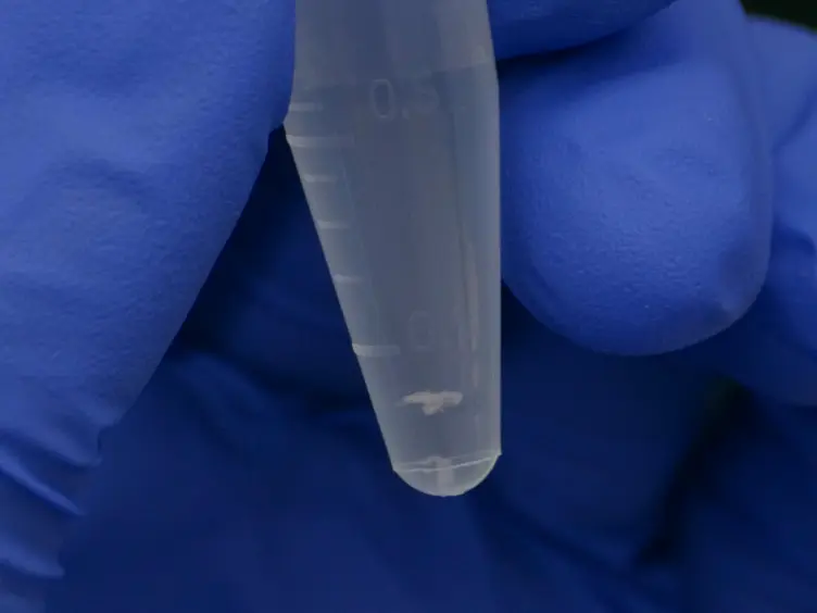 A Method to Target and Isolate Airway-innervating Sensory Neurons in Mice
