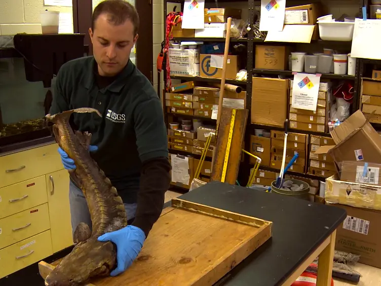 Alternative Method of Removing Otoliths from Sturgeon