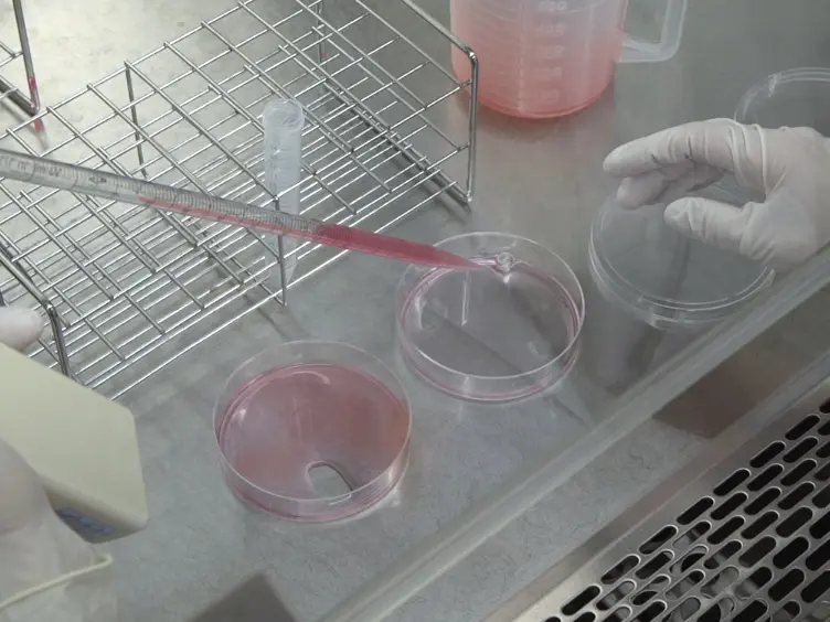 Creation and Transplantation of an Adipose-derived Stem Cell (ASC) Sheet in a Diabetic Wound-healing Model