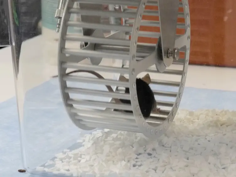 A Mouse Model of Fatigue Induced by Peripheral Irradiation